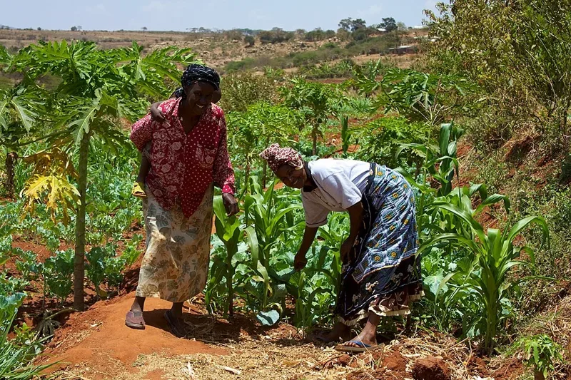 Women of the Mbini Self-Help Group tending crops in Machakos, Kenya